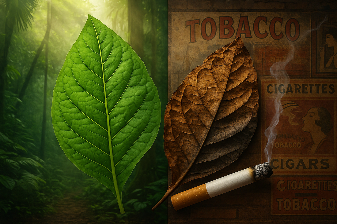 Tabaco: medicina ancestral ou substância tóxica?