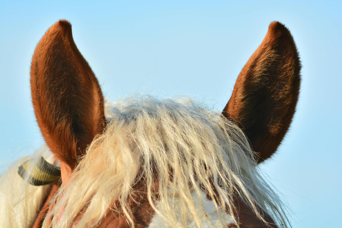 O poder dos cavalos na terapia energética