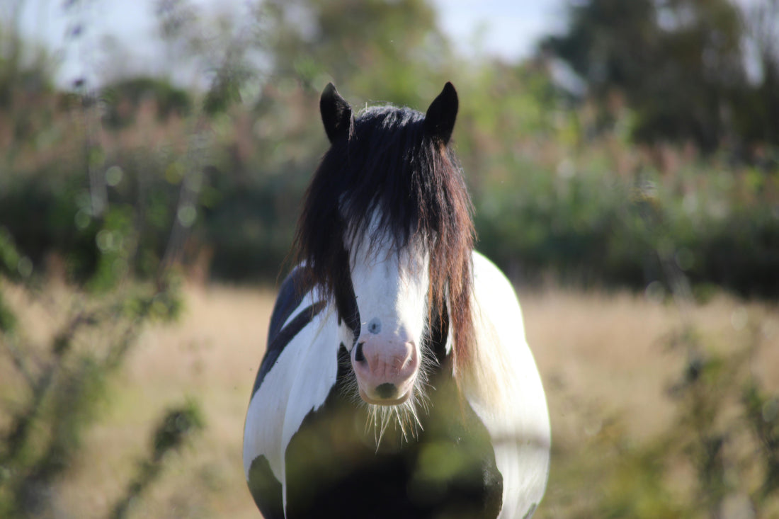 Os benefícios da terapia equina para a saúde mental
