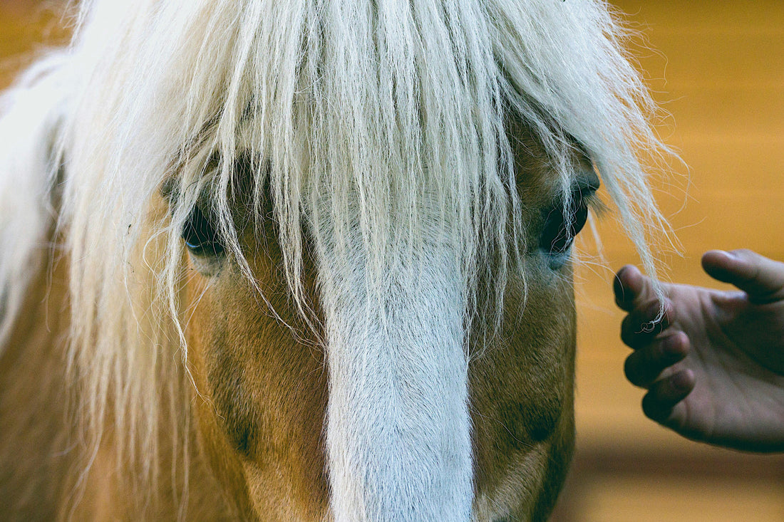 Cavalos e constelações familiares: a conexão entre terapia sistêmica e energia equina